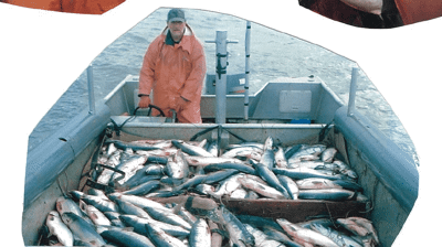 Salmon Fishing Photo